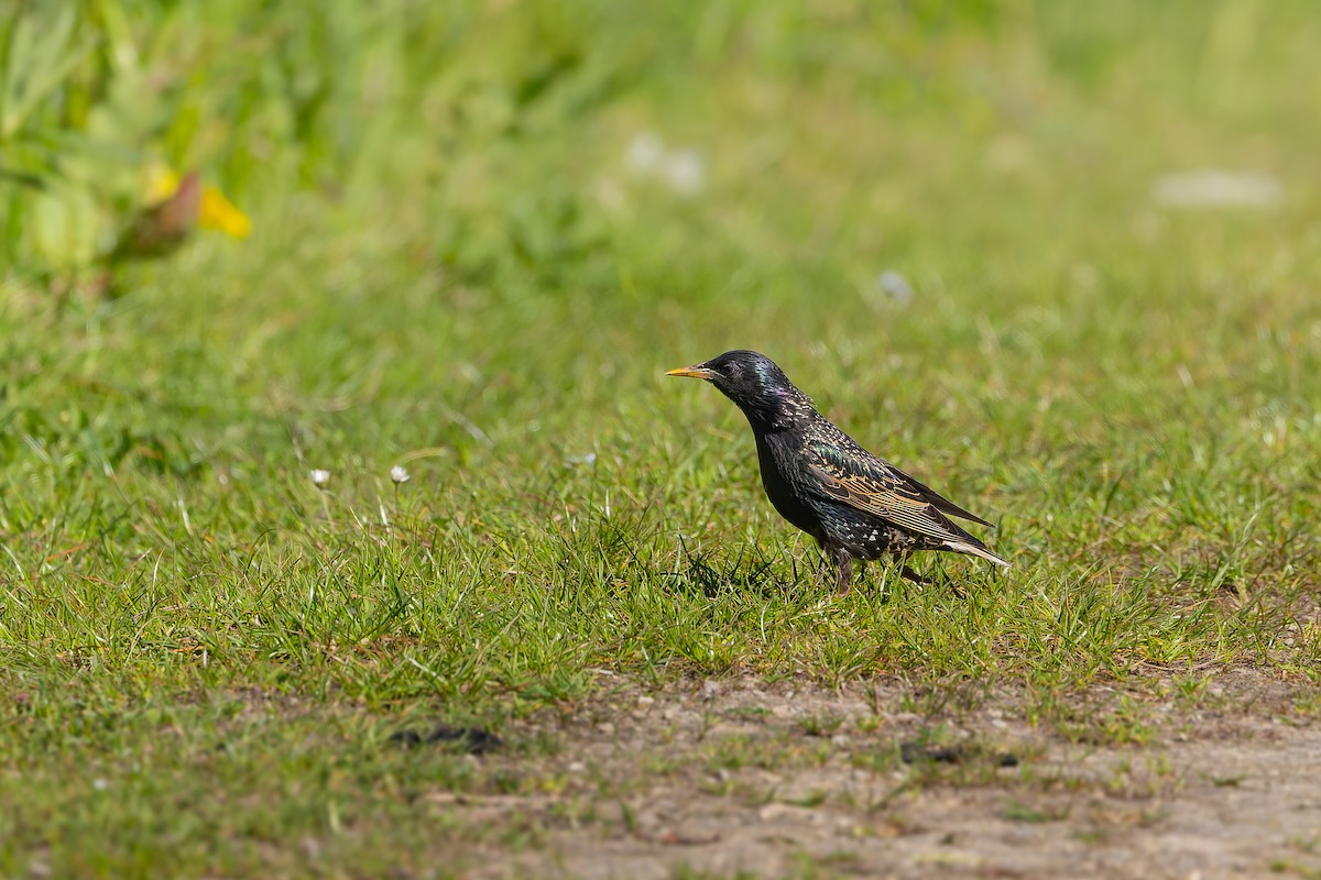 歐洲椋鳥 - ML619025111