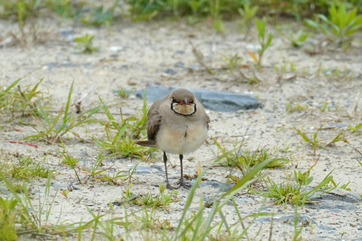 Oriental Pratincole - Jaewon Yun