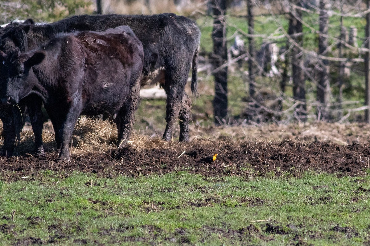 Yellow-headed Blackbird - Tom Auer