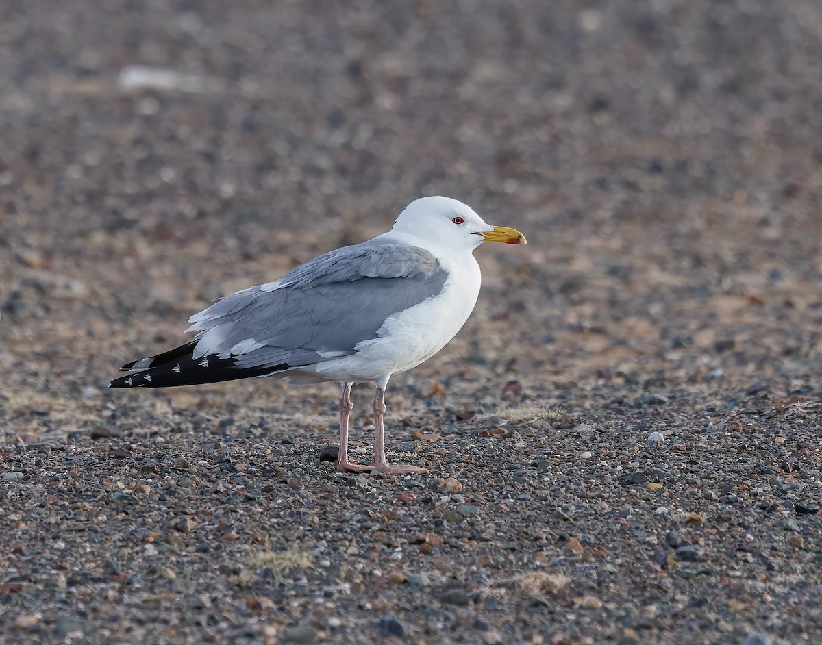 Goéland argenté (mongolicus) - ML619025123