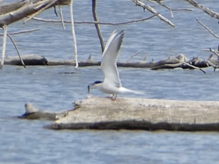 Common Tern - ML619025128