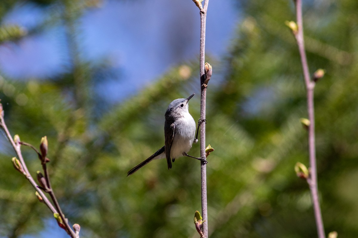 Blue-gray Gnatcatcher - Tom Auer