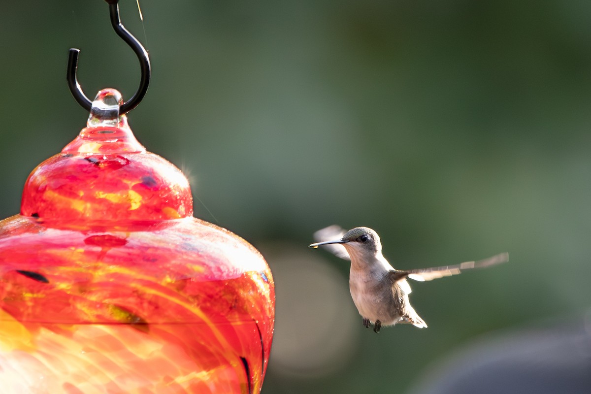 Ruby-throated Hummingbird - Deb Wiseman