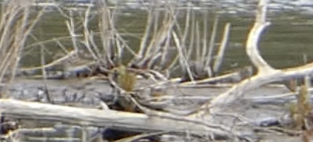 Calidris sp. (peep sp.) - ML619025149