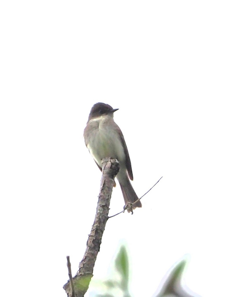 Eastern Phoebe - ML619025158