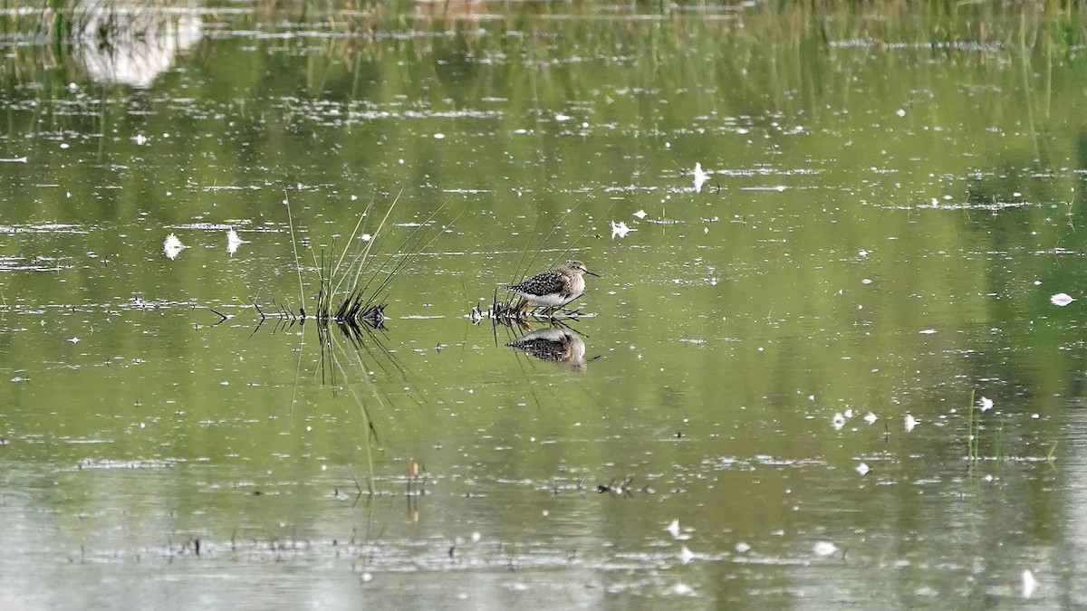 Wood Sandpiper - ML619025165