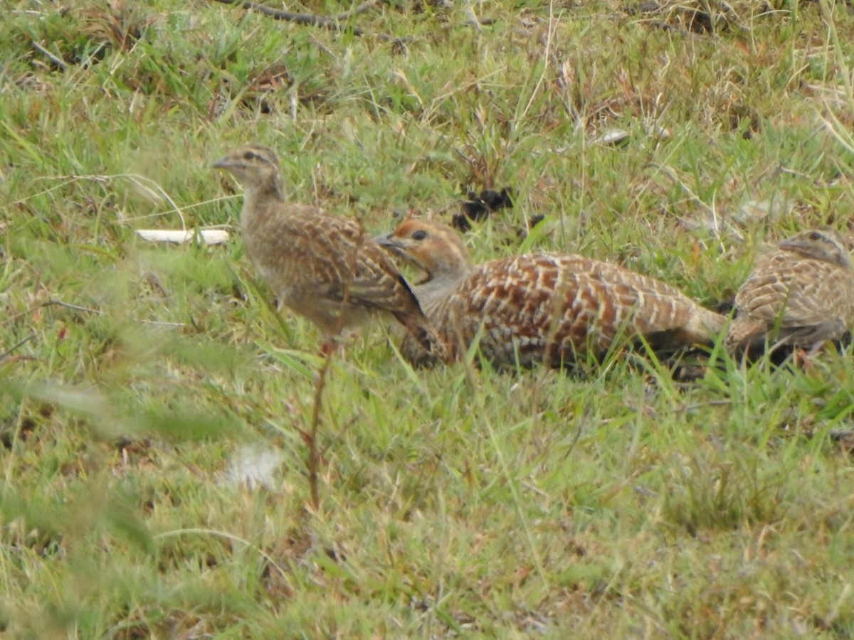 Gray Francolin - arun tyagi