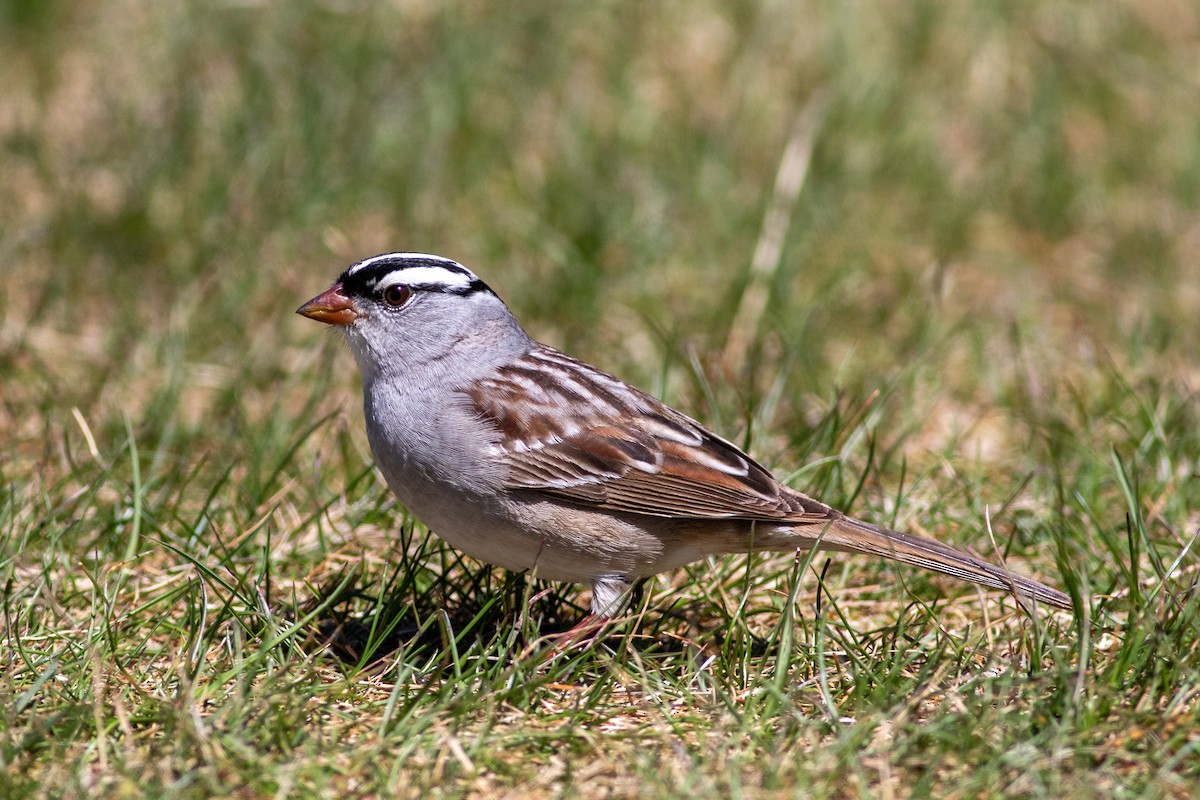 White-crowned Sparrow (leucophrys) - Tom Auer