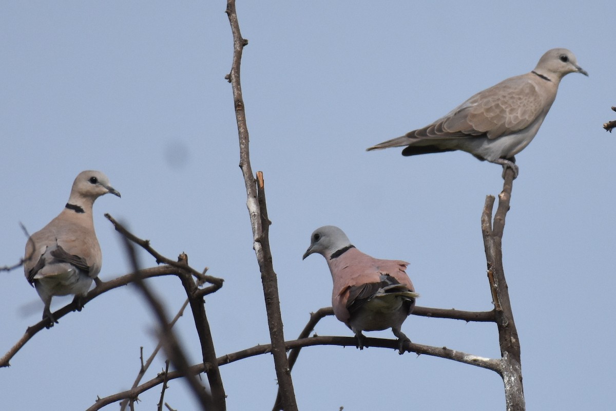 Eurasian Collared-Dove - arun tyagi