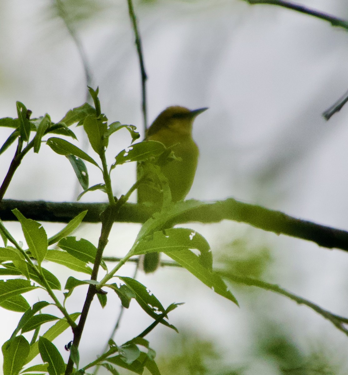 Blue-winged Warbler - Clem Nilan