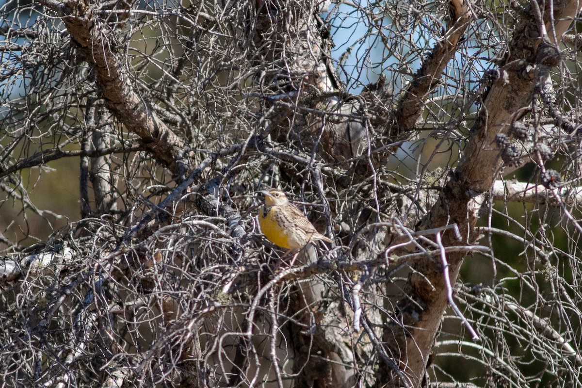 Western Meadowlark - Tom Auer