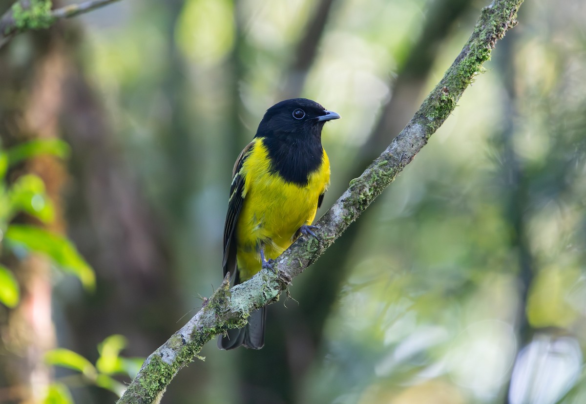 Cotinga coqueluchon - ML619025234