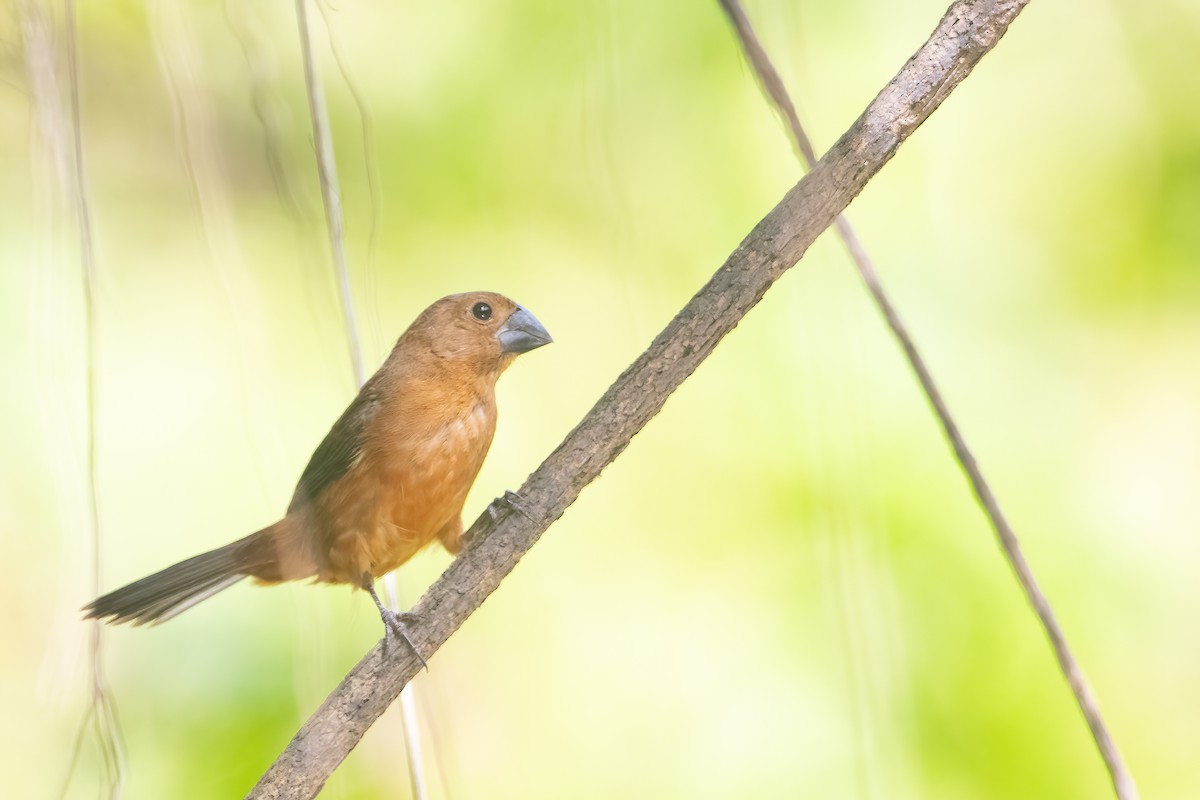 Chestnut-bellied Seed-Finch - Jhonathan Miranda - Wandering Venezuela Birding Expeditions