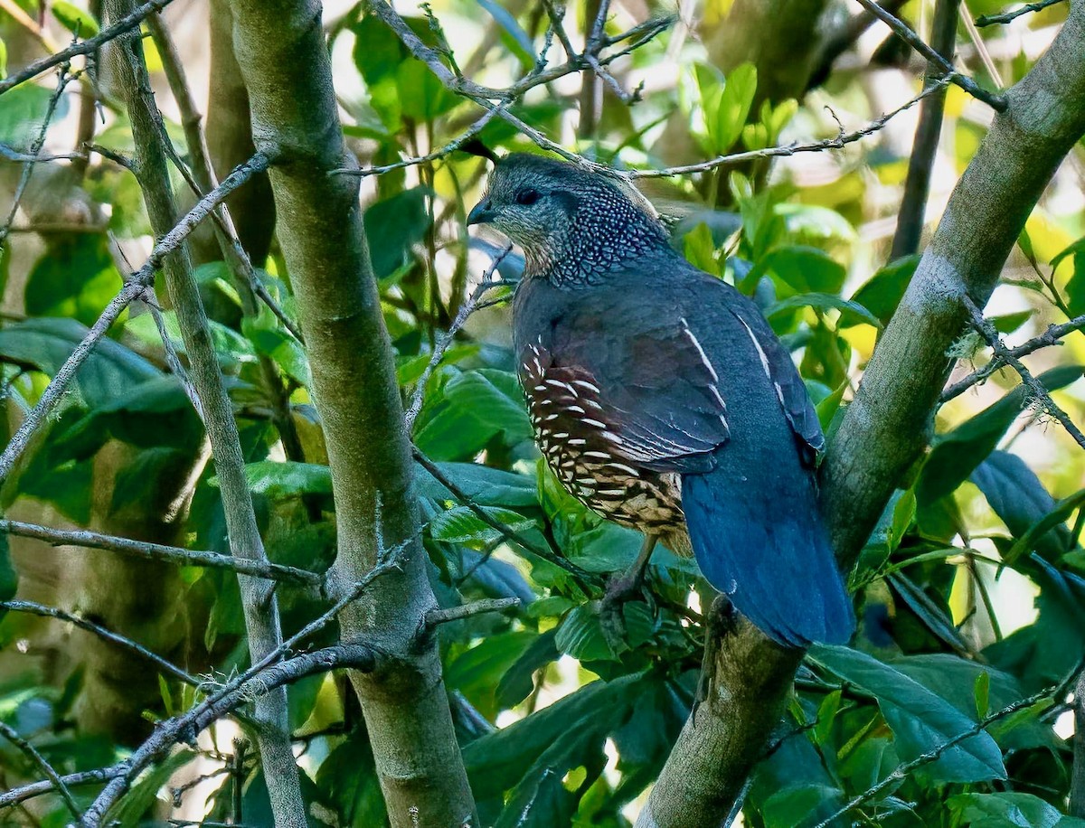 California Quail - ML619025259