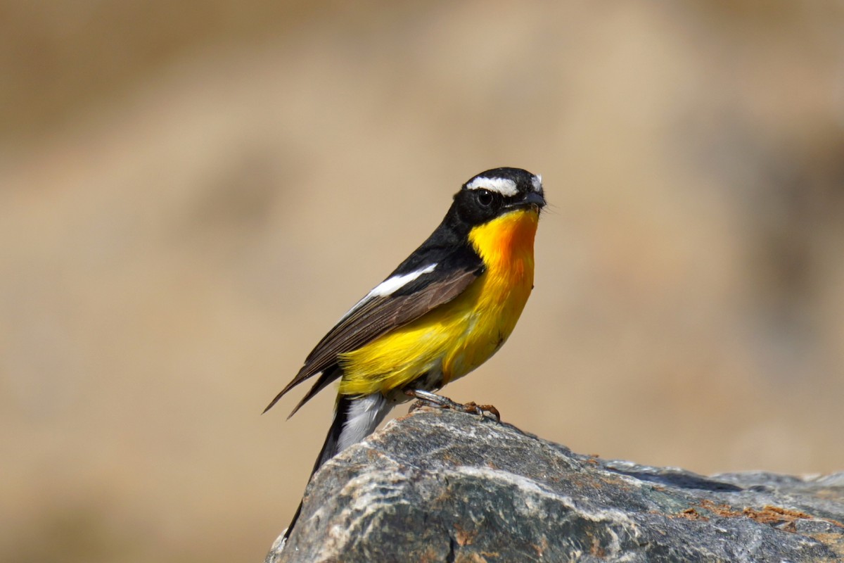 Yellow-rumped Flycatcher - Jaewon Yun