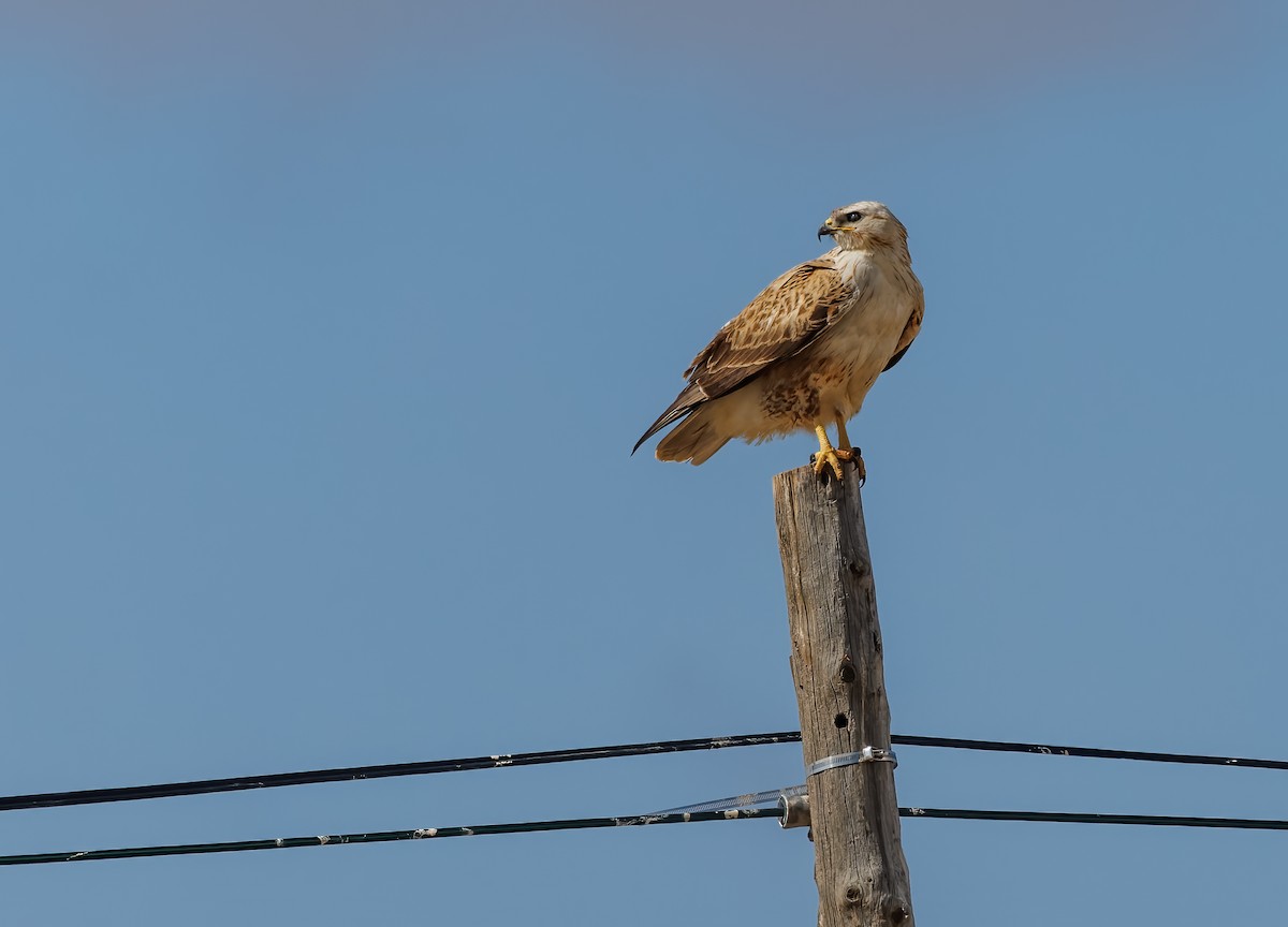 Long-legged Buzzard - Mike Edgecombe