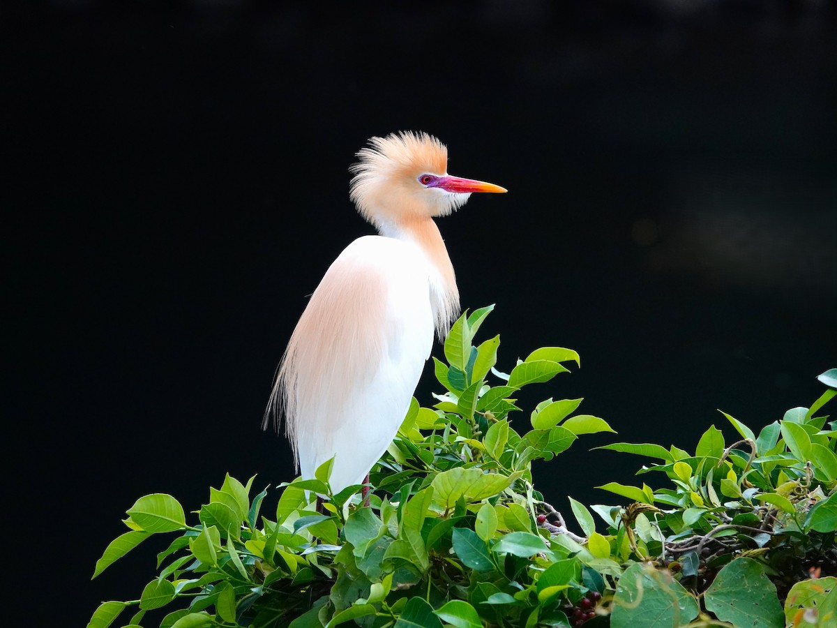 Eastern Cattle Egret - ML619025282