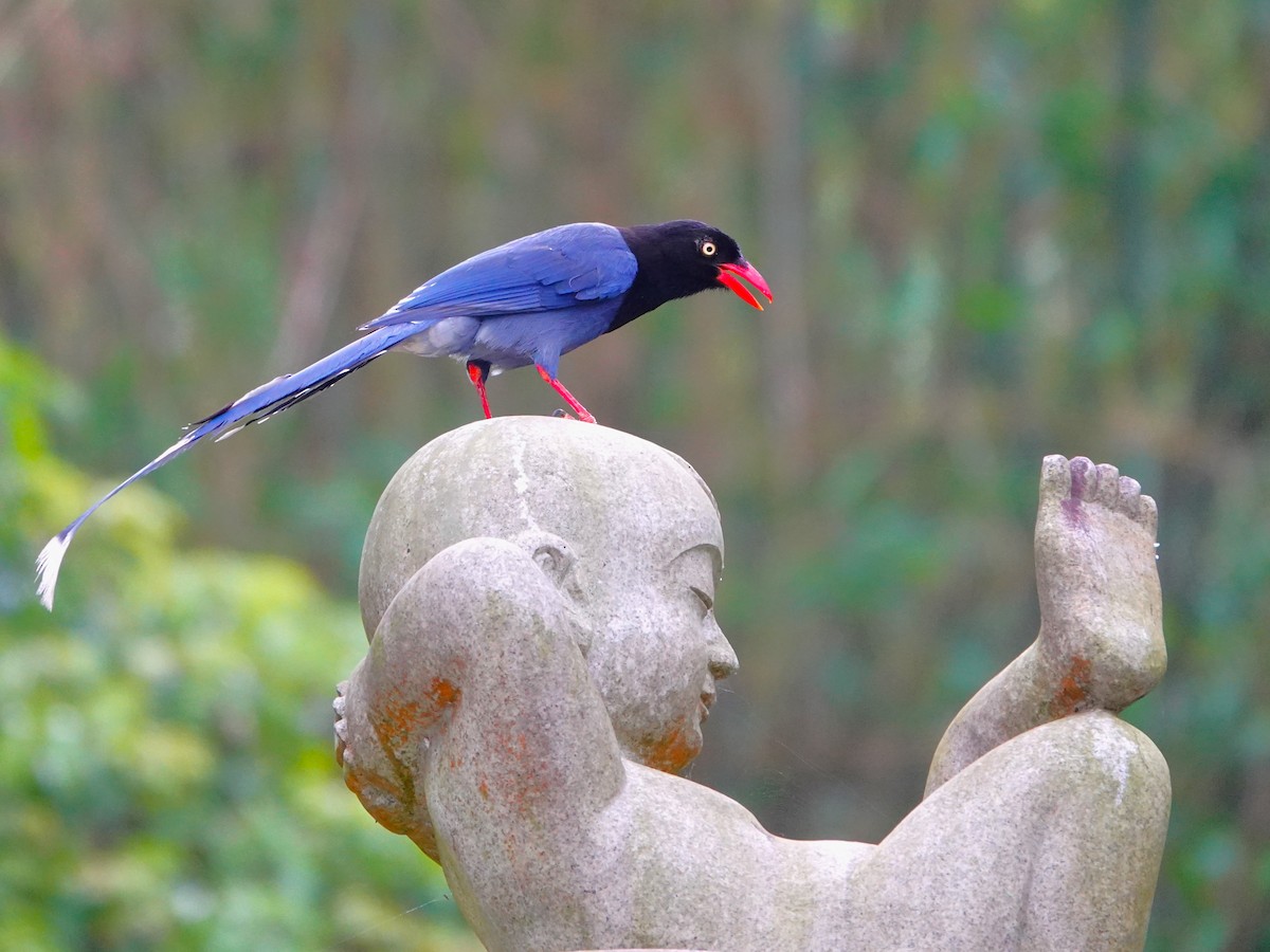 Taiwan Blue-Magpie - Frederic  Liu