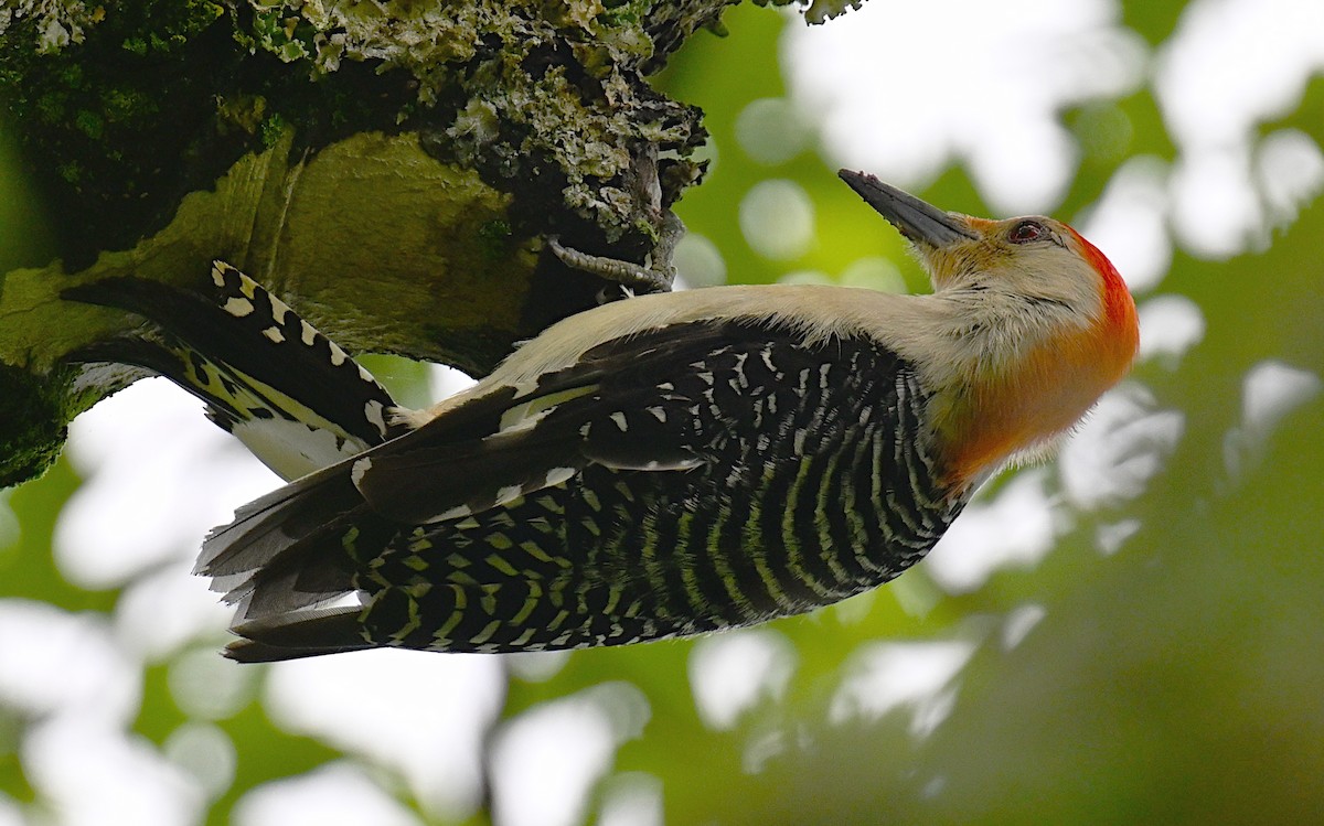 Red-bellied Woodpecker - ML619025300