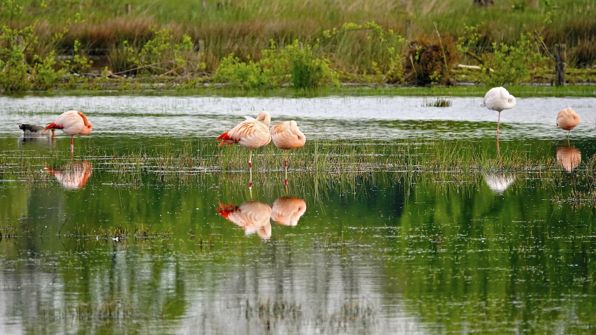 Chilean Flamingo - Hans-Jürgen Kühnel