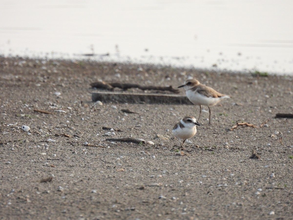 Great Thick-knee - Ramesh Desai