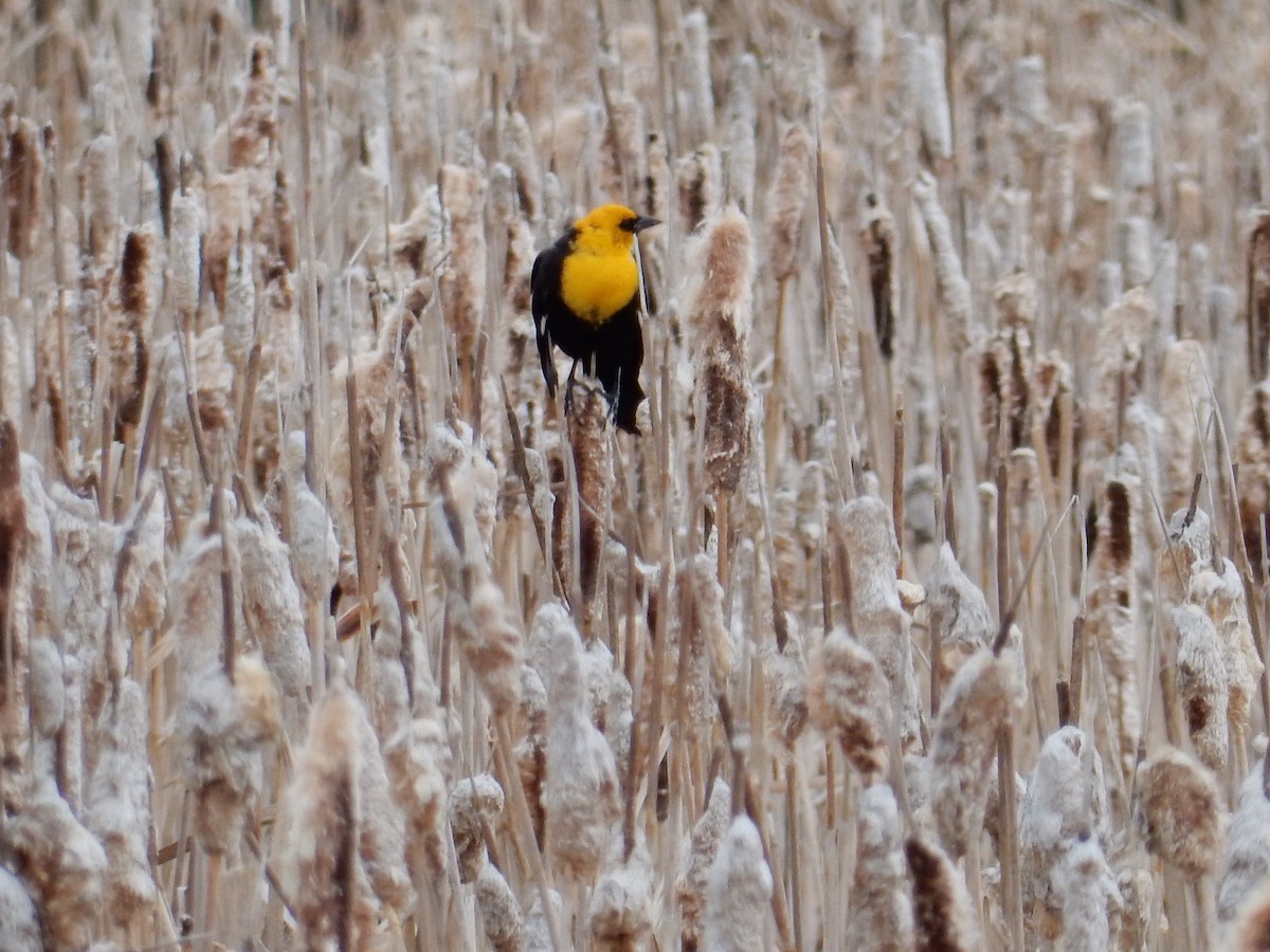 Yellow-headed Blackbird - Darlene Shymkiw