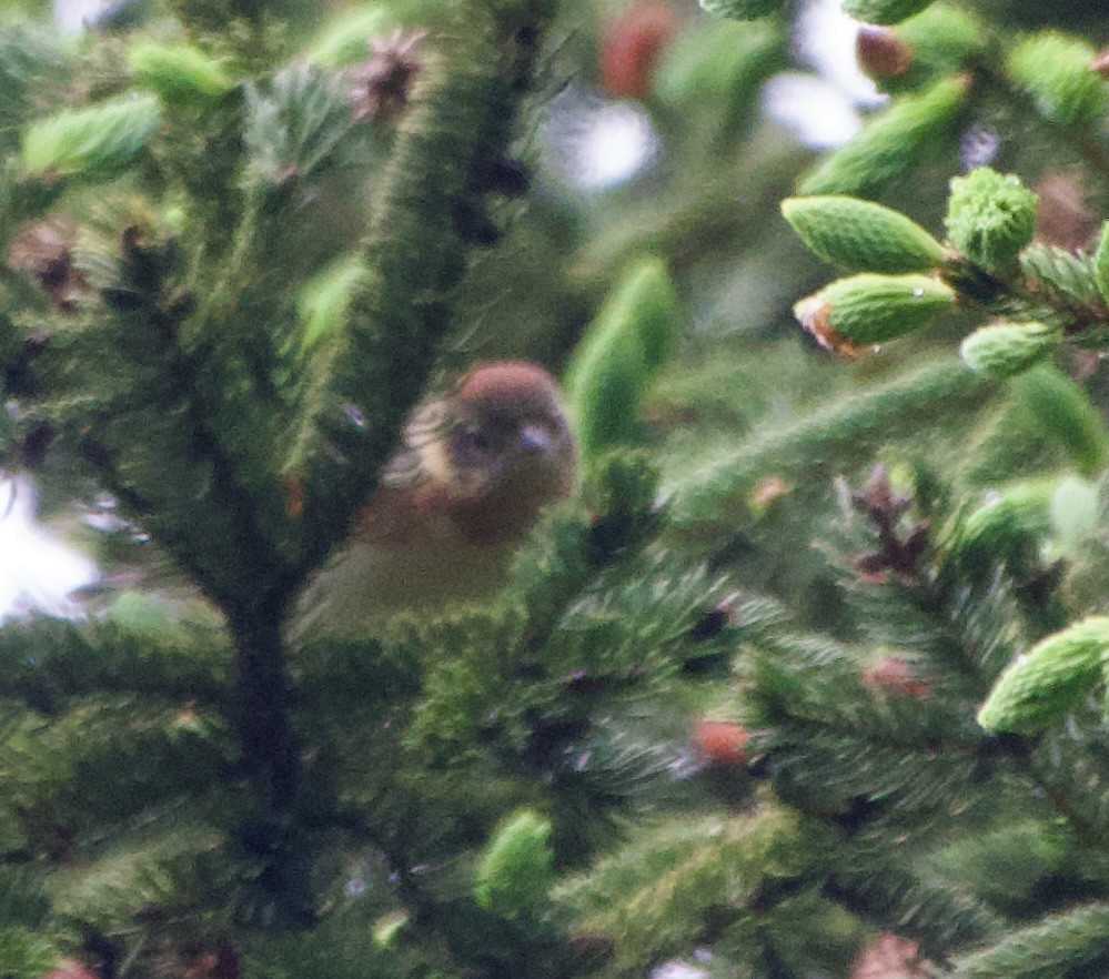 Bay-breasted Warbler - Clem Nilan