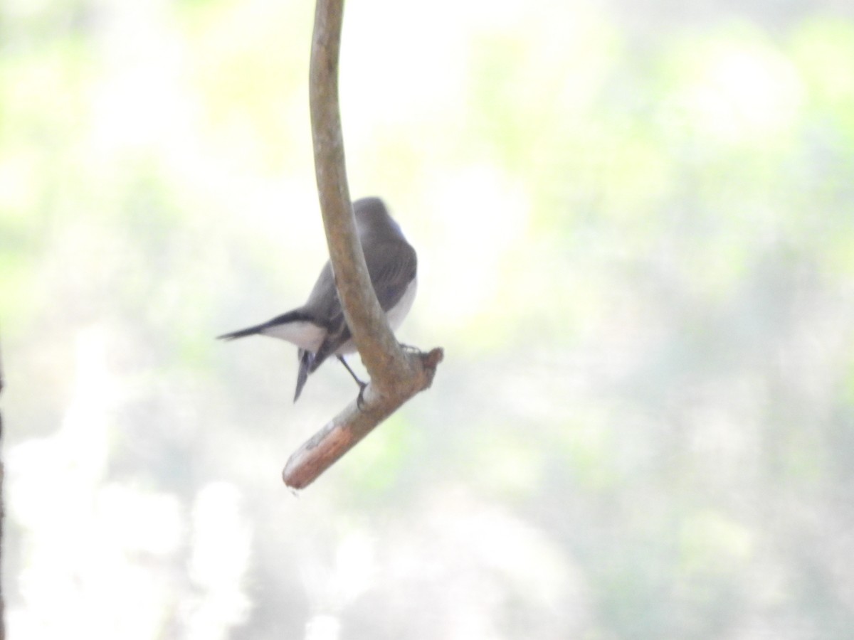 Taiga Flycatcher - ML619025325