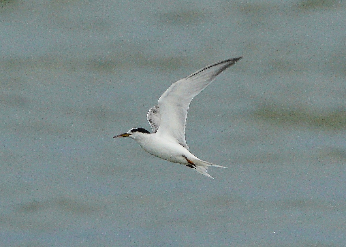 Little Tern - Chieh-Peng Chen