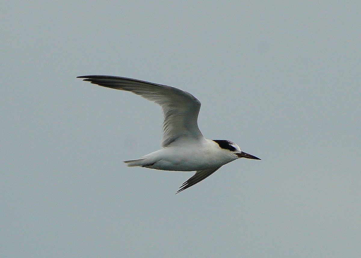 Little Tern - ML619025331