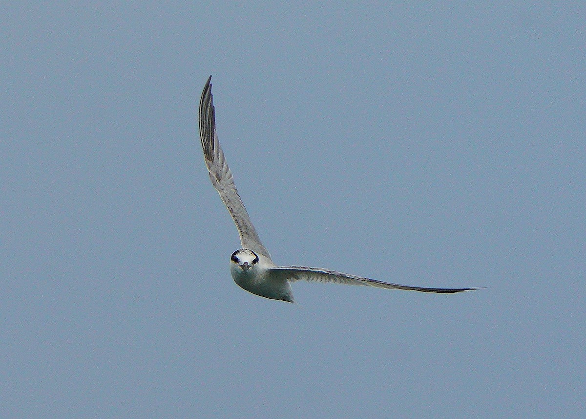 Little Tern - Chieh-Peng Chen