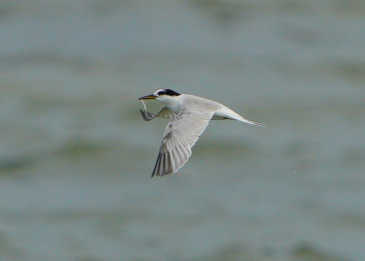 Little Tern - Chieh-Peng Chen