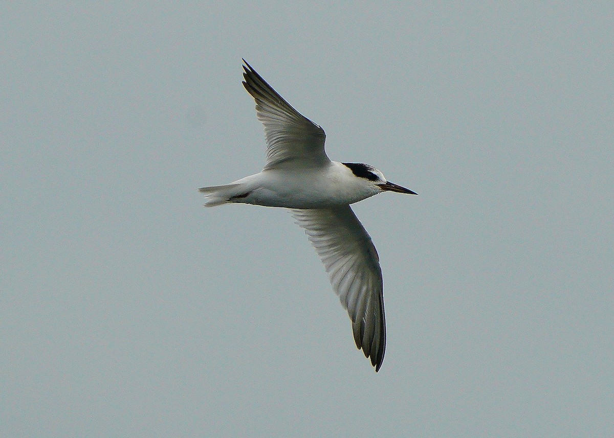 Little Tern - ML619025335