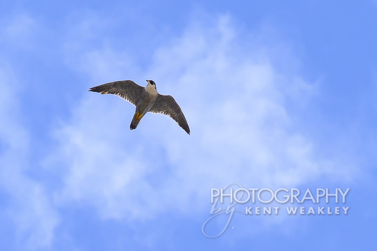 Peregrine Falcon - ML619025336