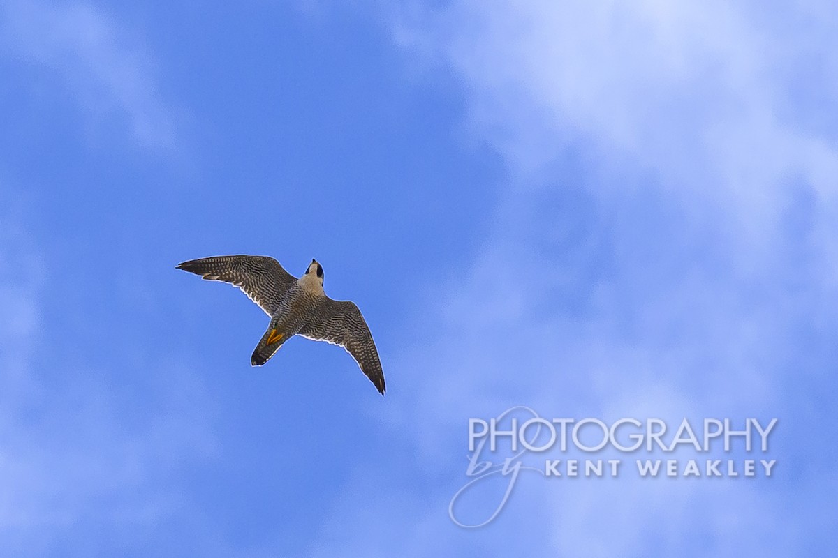 Peregrine Falcon - ML619025337