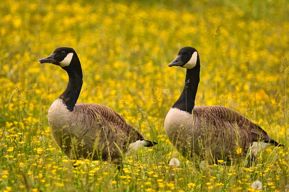 Canada Goose - Alan Mitchnick