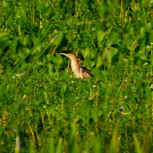 Least Bittern - ML619025353