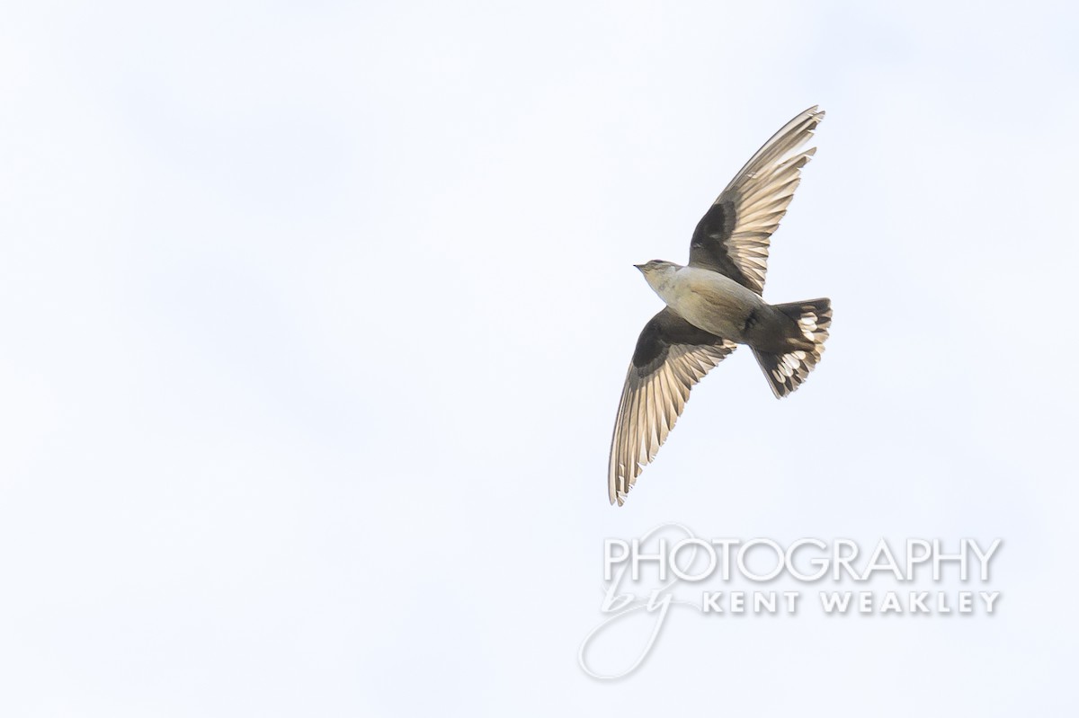 Eurasian Crag-Martin - Kent Weakley