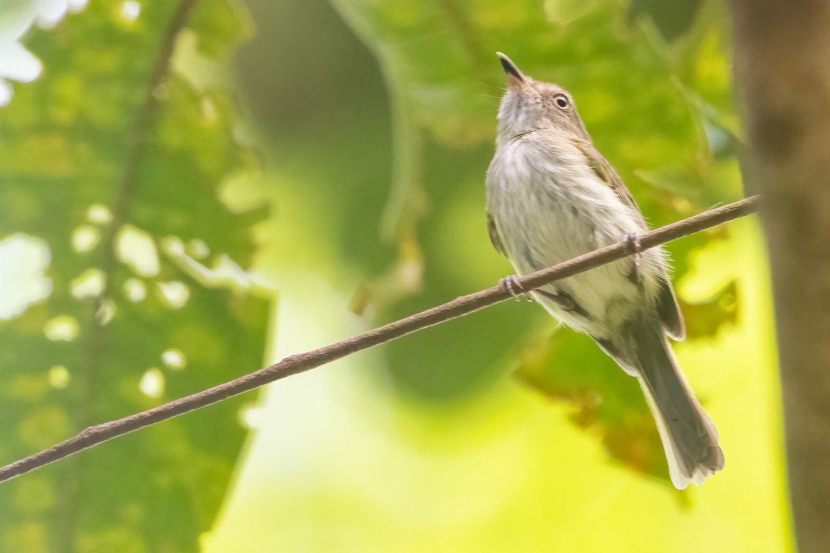 White-eyed Tody-Tyrant - Jhonathan Miranda - Wandering Venezuela Birding Expeditions