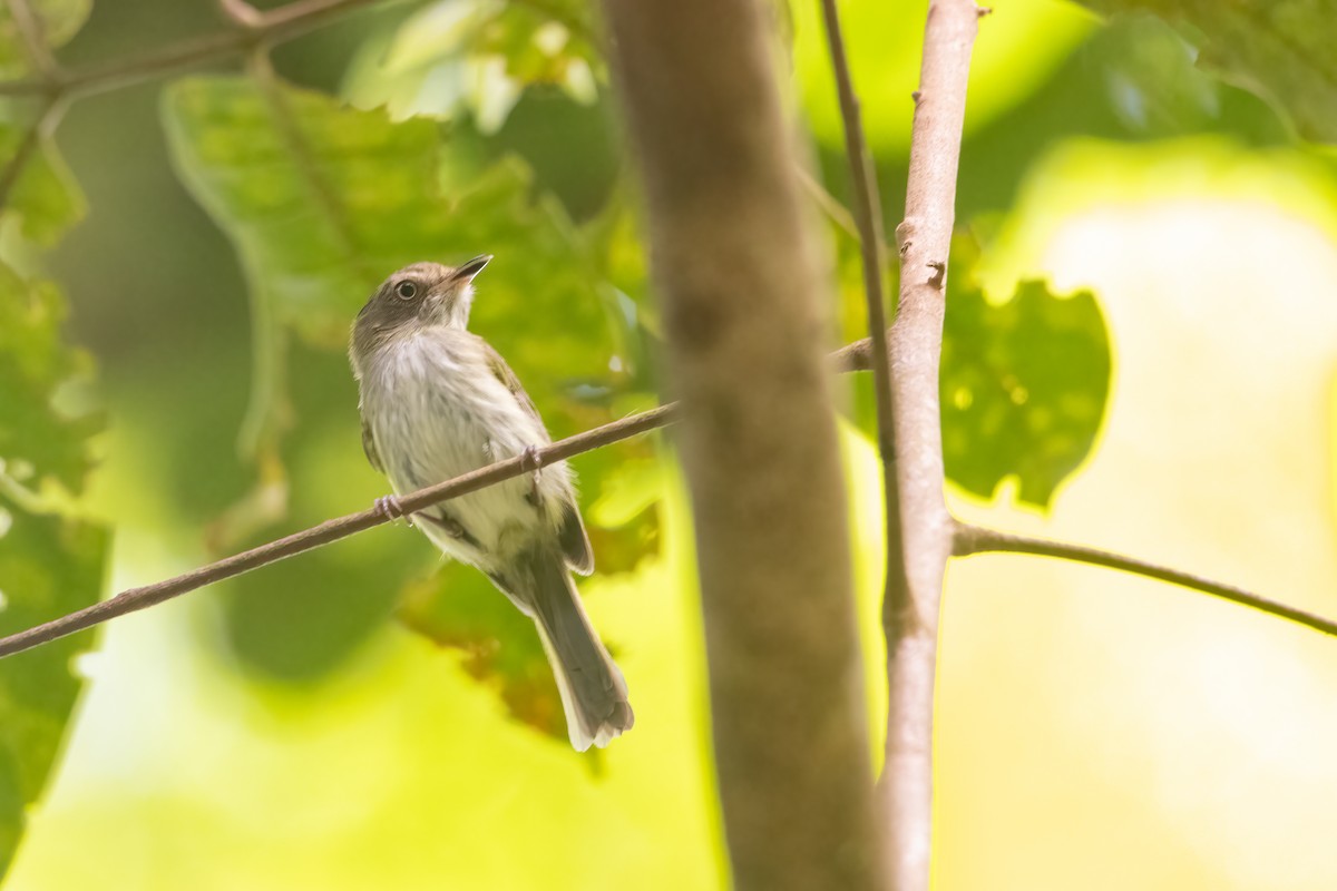 White-eyed Tody-Tyrant - ML619025373