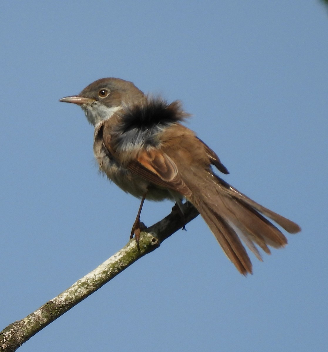 Greater Whitethroat - Paul Stewart