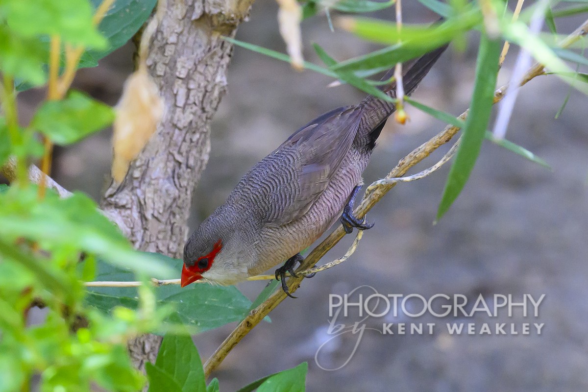 Common Waxbill - Kent Weakley