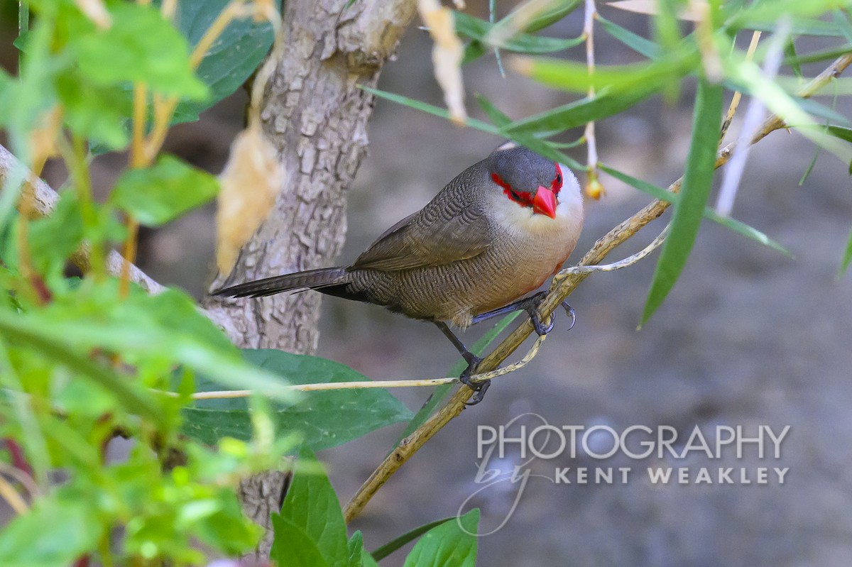 Common Waxbill - Kent Weakley