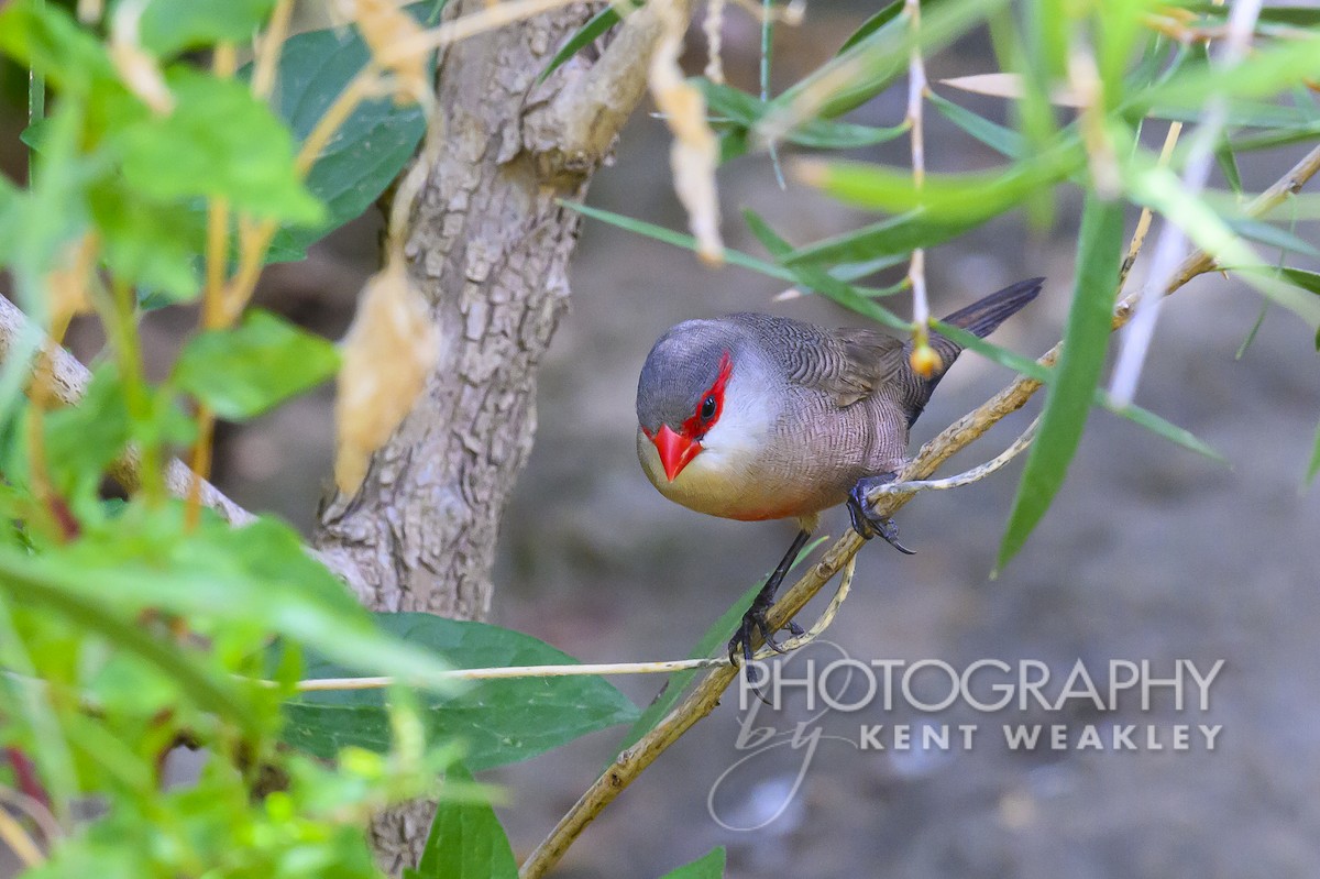 Common Waxbill - Kent Weakley