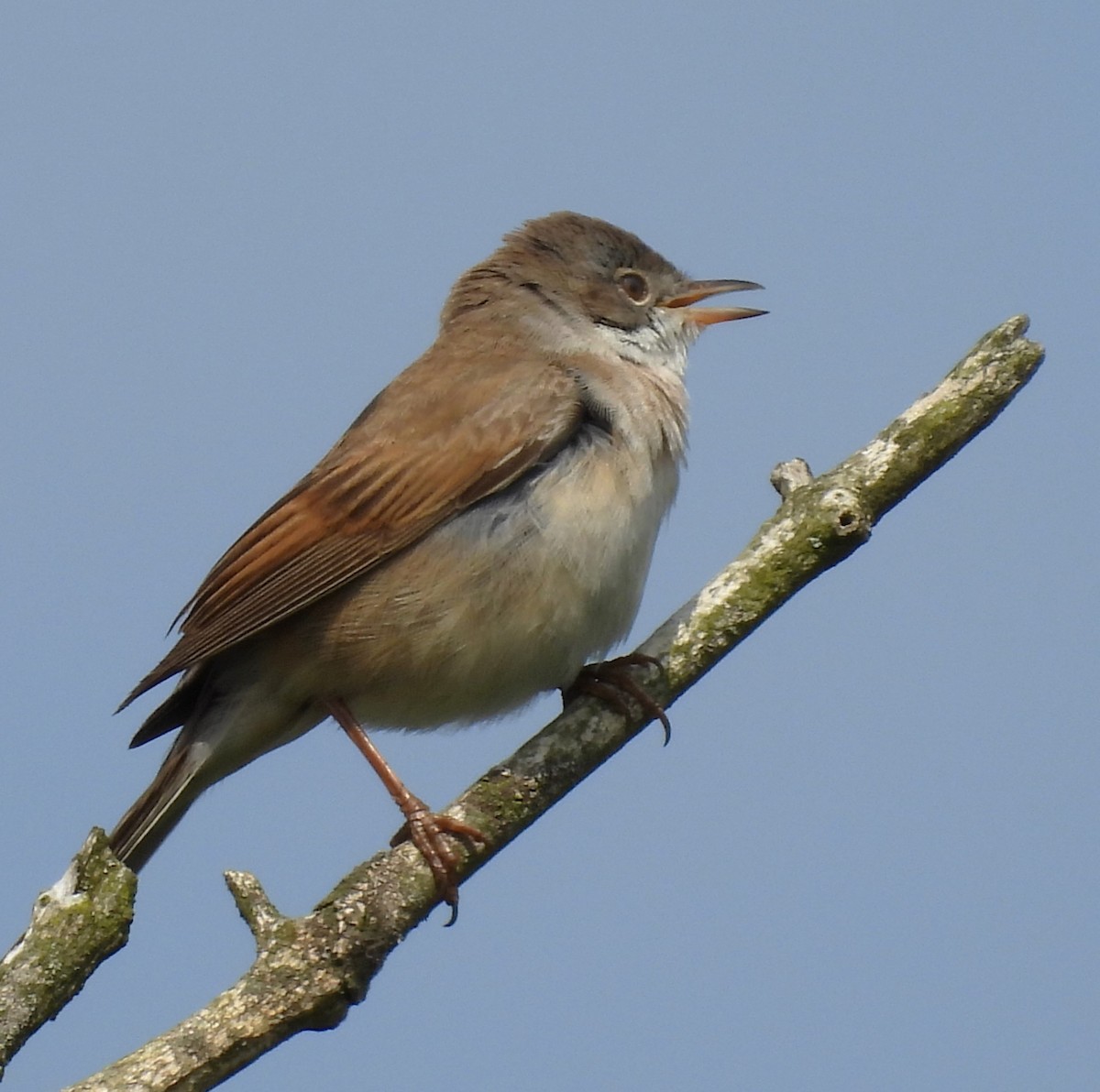 Greater Whitethroat - Paul Stewart