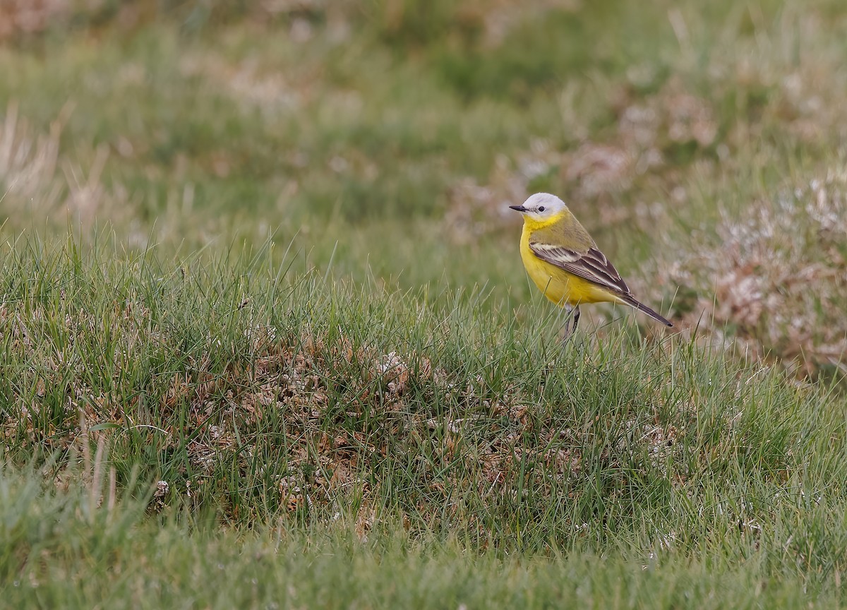 Bergeronnette printanière (leucocephala) - ML619025392