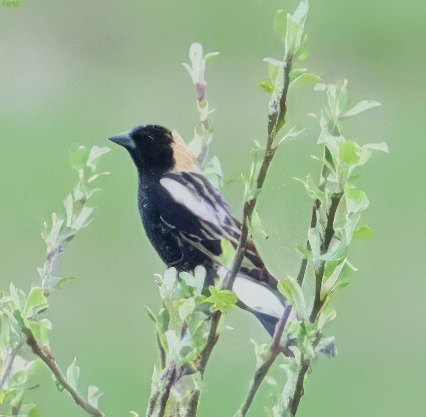 Bobolink - ML619025393