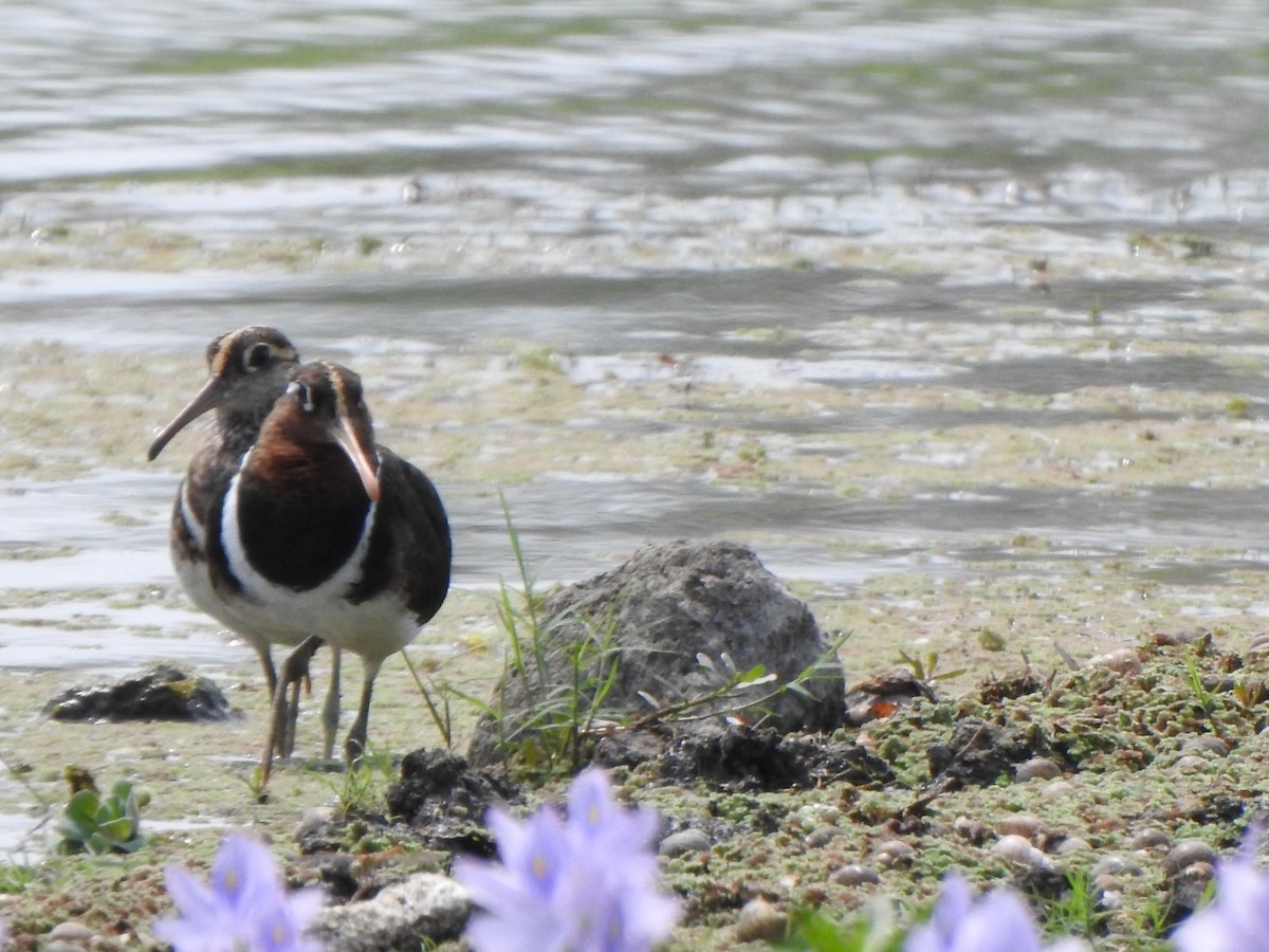 Greater Painted-Snipe - ML619025410