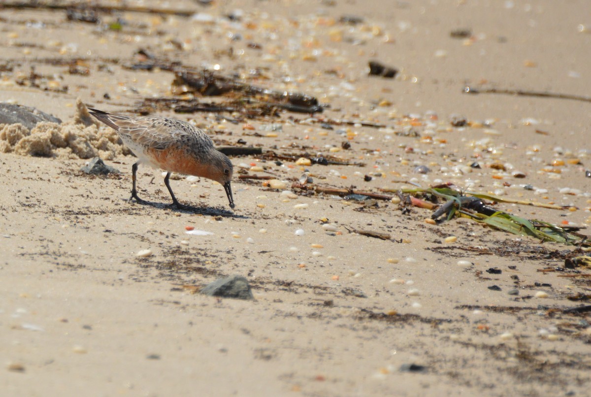 Red Knot - ML619025412