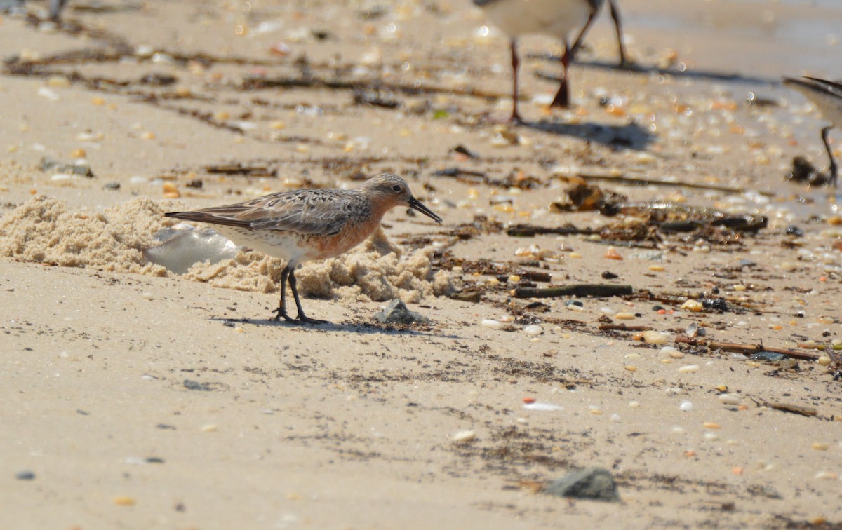 Red Knot - ML619025414